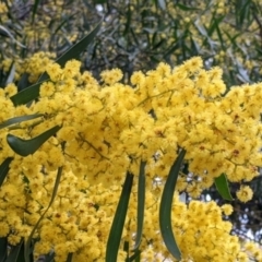 Acacia saligna (W.A. Golden Wattle) at Galore, NSW - 24 Aug 2022 by Darcy