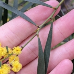 Acacia saligna at Galore, NSW - 24 Aug 2022 04:32 PM