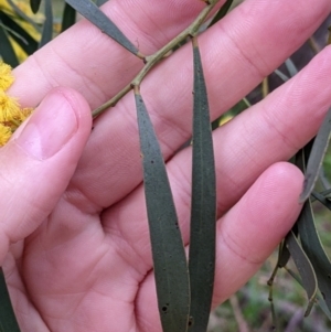 Acacia saligna at Galore, NSW - 24 Aug 2022