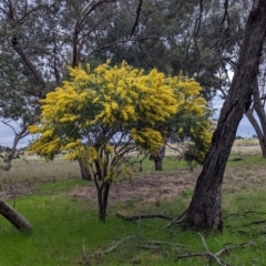 Acacia saligna at Galore, NSW - 24 Aug 2022