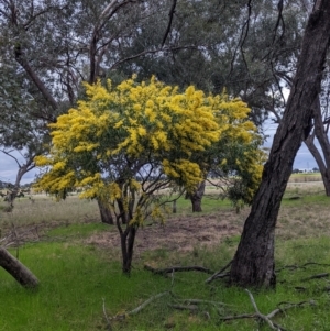 Acacia saligna at Galore, NSW - 24 Aug 2022 04:32 PM