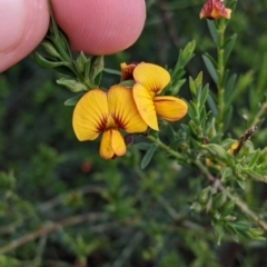Eutaxia diffusa at Galore, NSW - 24 Aug 2022 by Darcy