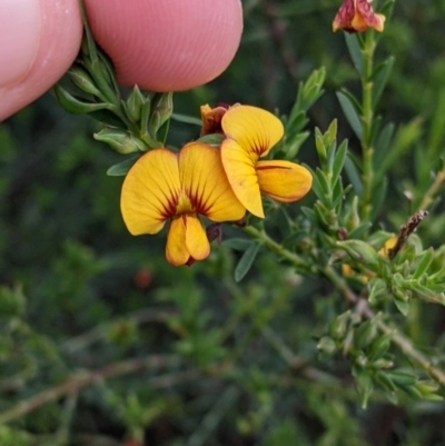 Eutaxia diffusa at Galore, NSW - 24 Aug 2022 by Darcy