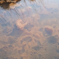 Iron Bacteria (TBC) at Molonglo Valley, ACT - 3 Sep 2022 by deanw
