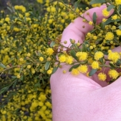 Acacia acinacea (Gold Dust Wattle) at Sandigo, NSW - 24 Aug 2022 by Darcy