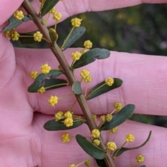 Acacia acinacea at Sandigo, NSW - 24 Aug 2022