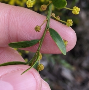 Acacia acinacea at Sandigo, NSW - 24 Aug 2022 04:41 PM