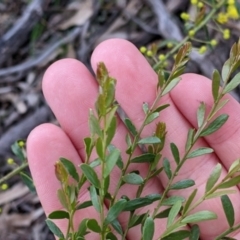 Acacia acinacea at Sandigo, NSW - 24 Aug 2022 04:41 PM