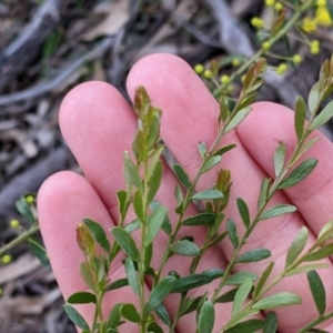 Acacia acinacea at Sandigo, NSW - 24 Aug 2022 04:41 PM