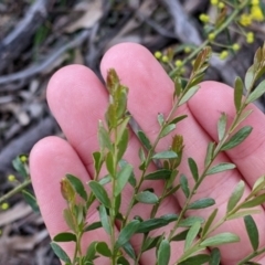 Acacia acinacea at Sandigo, NSW - 24 Aug 2022