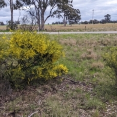 Acacia acinacea at Sandigo, NSW - 24 Aug 2022 04:41 PM