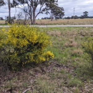 Acacia acinacea at Sandigo, NSW - 24 Aug 2022 04:41 PM