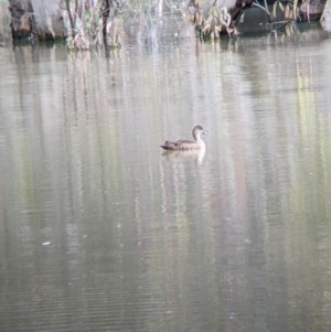 Anas gracilis at Yanga, NSW - 25 Aug 2022