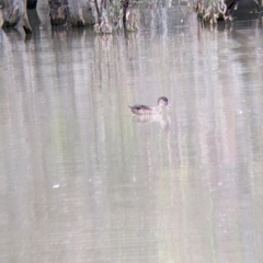 Anas gracilis at Yanga, NSW - 25 Aug 2022 11:46 AM