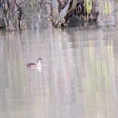 Anas gracilis at Yanga, NSW - 25 Aug 2022 11:46 AM