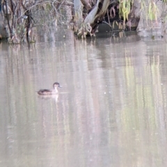Anas gracilis at Yanga, NSW - 25 Aug 2022 11:46 AM