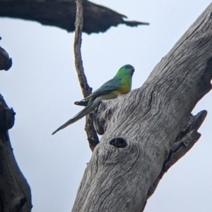 Psephotus haematonotus at Yanga, NSW - 25 Aug 2022