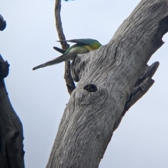 Psephotus haematonotus at Yanga, NSW - 25 Aug 2022