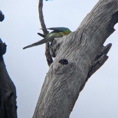 Psephotus haematonotus at Yanga, NSW - 25 Aug 2022 11:51 AM