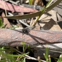 Jotus auripes (Jumping spider) at Hackett, ACT - 5 Sep 2022 by Boagshoags