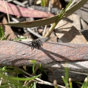 Jotus auripes at Hackett, ACT - 5 Sep 2022 12:57 PM