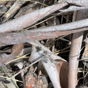 Jotus auripes at Hackett, ACT - 5 Sep 2022 12:57 PM