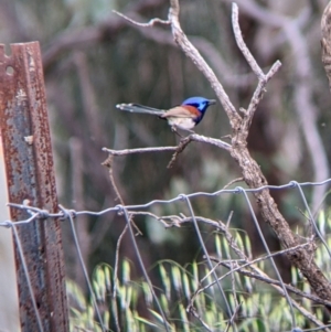 Malurus assimilis at Yanga, NSW - 25 Aug 2022 11:57 AM