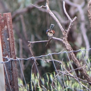 Malurus assimilis at Yanga, NSW - 25 Aug 2022 11:57 AM