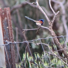 Malurus assimilis at Yanga, NSW - 25 Aug 2022 11:57 AM