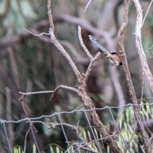 Malurus assimilis at Yanga, NSW - 25 Aug 2022 11:57 AM