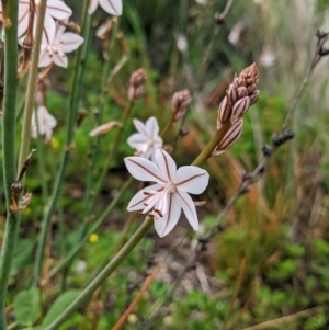 Asphodelus fistulosus at Yanga, NSW - 25 Aug 2022