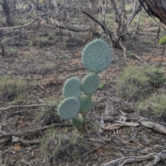 Opuntia robusta (Opuntia robusta) at Balranald, NSW - 25 Aug 2022 by Darcy