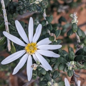 Olearia pimeleoides at Balranald, NSW - 25 Aug 2022 01:56 PM