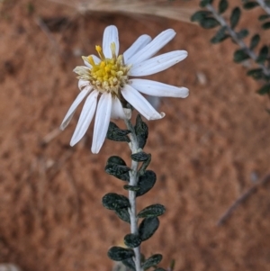 Olearia pimeleoides at Balranald, NSW - 25 Aug 2022 01:56 PM