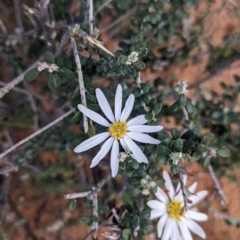 Olearia pimeleoides at Balranald, NSW - 25 Aug 2022 01:56 PM