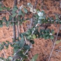 Olearia pimeleoides at Balranald, NSW - 25 Aug 2022 01:56 PM