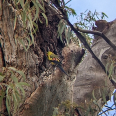 Polytelis anthopeplus (Regent Parrot) at Euston, NSW - 25 Aug 2022 by Darcy