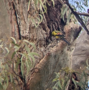 Polytelis anthopeplus monarchoides at Euston, NSW - 25 Aug 2022