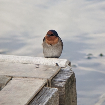 Hirundo neoxena (Welcome Swallow) at Euston, NSW - 25 Aug 2022 by Darcy