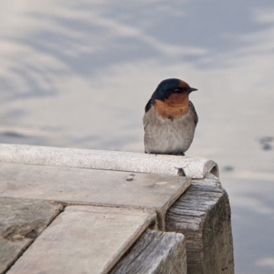 Hirundo neoxena at Euston, NSW - 25 Aug 2022 02:47 PM