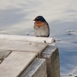 Hirundo neoxena at Euston, NSW - 25 Aug 2022 02:47 PM