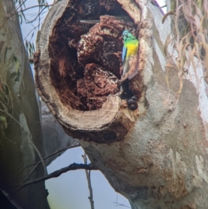 Psephotus haematonotus at Euston, NSW - 25 Aug 2022