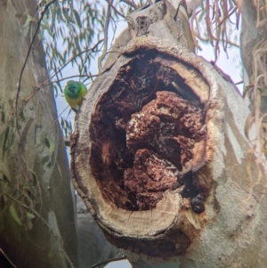 Psephotus haematonotus at Euston, NSW - 25 Aug 2022