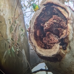 Psephotus haematonotus at Euston, NSW - 25 Aug 2022