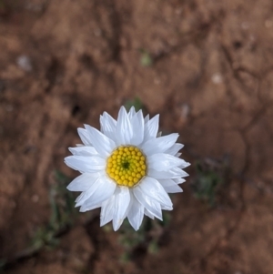 Helichrysum leucopsideum at Mallee, NSW - 25 Aug 2022 03:19 PM