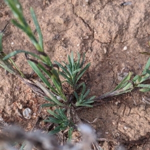 Helichrysum leucopsideum at Mallee, NSW - 25 Aug 2022 03:19 PM