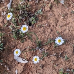 Helichrysum leucopsideum at Mallee, NSW - 25 Aug 2022 03:19 PM