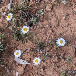 Helichrysum leucopsideum at Mallee, NSW - 25 Aug 2022 03:19 PM