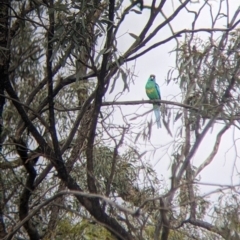 Barnardius zonarius (Australian Ringneck) at Mallee, NSW - 25 Aug 2022 by Darcy