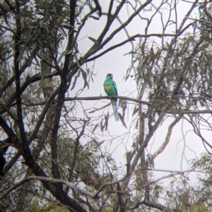 Barnardius zonarius at Mallee, NSW - 25 Aug 2022